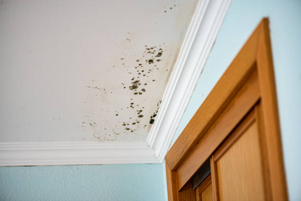 Best Attic Mold Remediation in Dry Ridge, OH