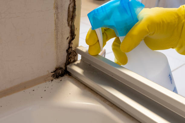 Best Localized Mold Remediation (e.g., coastal areas, humid climates) in Dry Ridge, OH