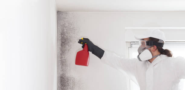Best Mold Remediation for Schools in Dry Ridge, OH