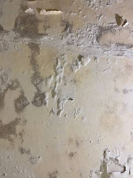 Best Kitchen Mold Remediation in Dry Ridge, OH