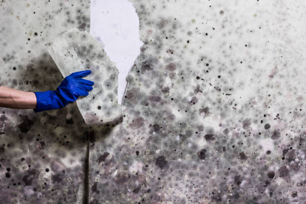 Best Post-Flood Mold Remediation in Dry Ridge, OH