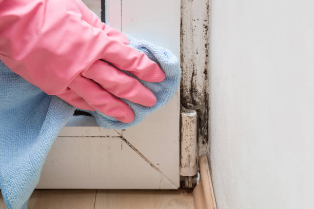 Best DIY Mold Remediation Support Services in Dry Ridge, OH