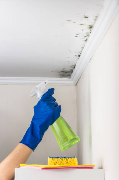Best HVAC Mold Remediation in Dry Ridge, OH
