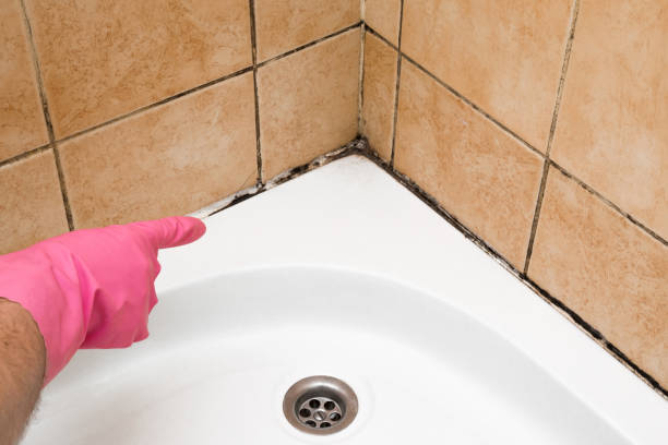 Best Commercial Mold Remediation in Dry Ridge, OH